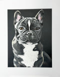 Kozi the French Bulldog Framed Print