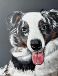 Australian Shepherd Blue Merle Print