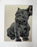 Bleu French Bulldog Framed Print