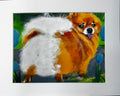 Pomeranian and Tulips Framed Print