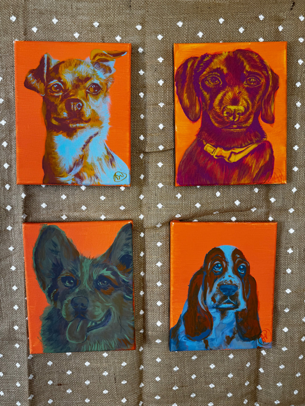 Color Pop Chihuahua Original