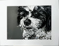 Bear the Zuchon Framed Print